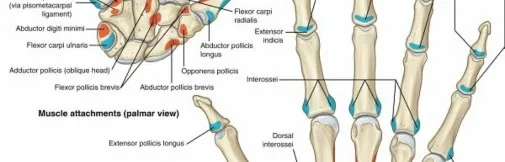 تفاصيل مرئية 22 - فك شيفرة تشريح الرسغ واليد: دور المفصل الكعبري بين العظمين