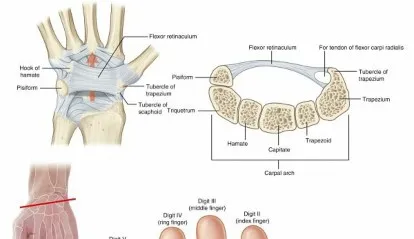 تفاصيل مرئية 28 - فك شيفرة تشريح الرسغ واليد: دور المفصل الكعبري بين العظمين