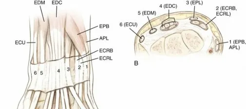 تفاصيل مرئية 24 - فك شيفرة تشريح الرسغ واليد: دور المفصل الكعبري بين العظمين