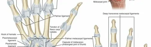 تفاصيل مرئية 14 - فك شيفرة تشريح الرسغ واليد: دور المفصل الكعبري بين العظمين