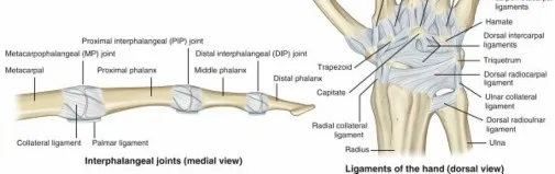 تفاصيل مرئية 16 - فك شيفرة تشريح الرسغ واليد: دور المفصل الكعبري بين العظمين