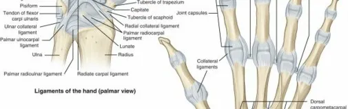 تفاصيل مرئية 15 - فك شيفرة تشريح الرسغ واليد: دور المفصل الكعبري بين العظمين