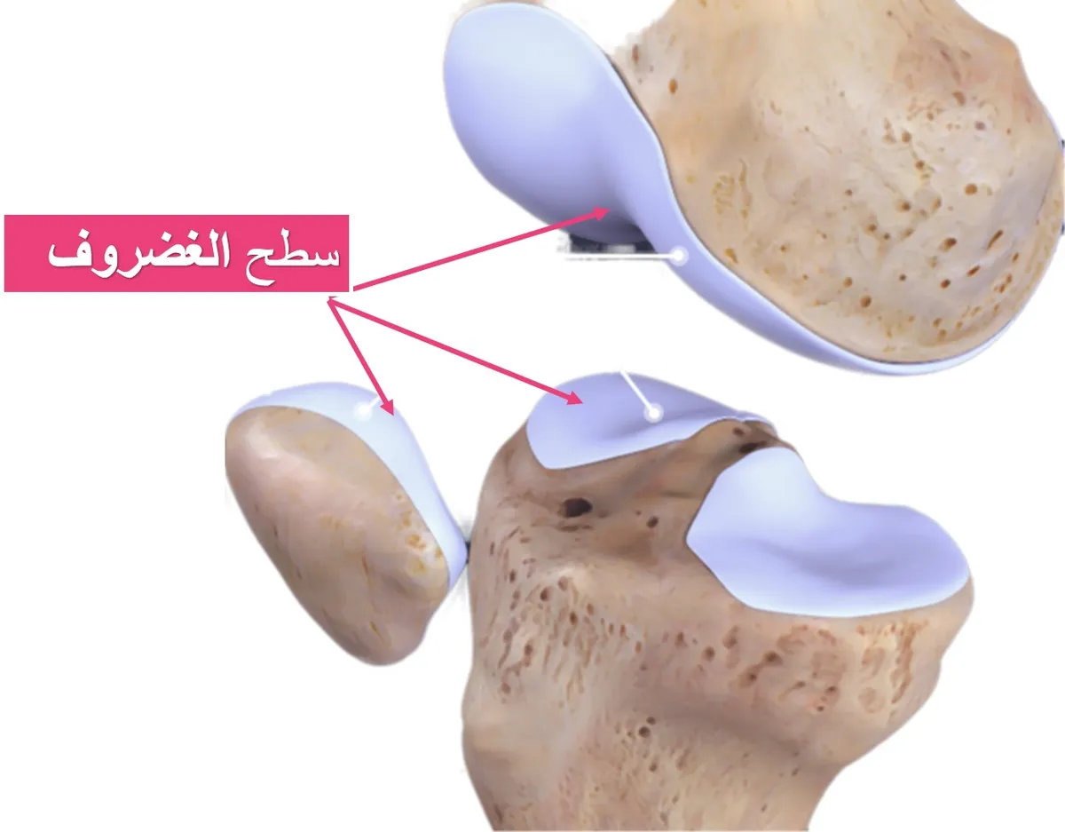 صورة الغضروف المفصلي