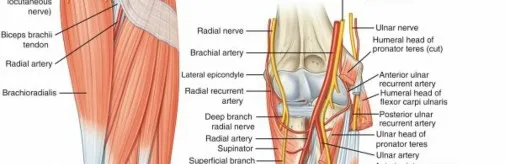 تفاصيل مرئية 9 - فك شيفرة تشريح الرسغ واليد: دور المفصل الكعبري بين العظمين