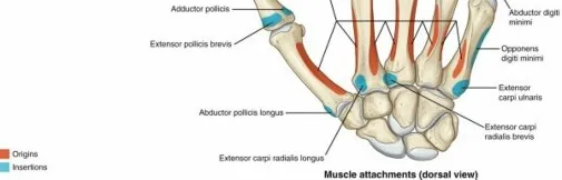 تفاصيل مرئية 23 - فك شيفرة تشريح الرسغ واليد: دور المفصل الكعبري بين العظمين