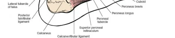 التشريح السطحي والعميق وعلم عظام الجانب الخلفي الوحشي للقدم والكاحل، بما في ذلك عضلات الشظية، وتر العرقوب، والأوتار القابضة العميقة، بالإضافة إلى تفاصيل العظام والمفاصل.