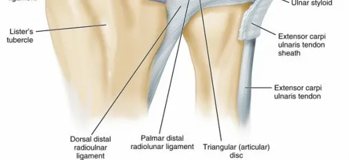 تفاصيل مرئية 19 - فك شيفرة تشريح الرسغ واليد: دور المفصل الكعبري بين العظمين