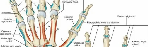تفاصيل مرئية 21 - فك شيفرة تشريح الرسغ واليد: دور المفصل الكعبري بين العظمين