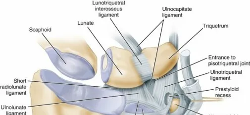 تفاصيل مرئية 18 - فك شيفرة تشريح الرسغ واليد: دور المفصل الكعبري بين العظمين