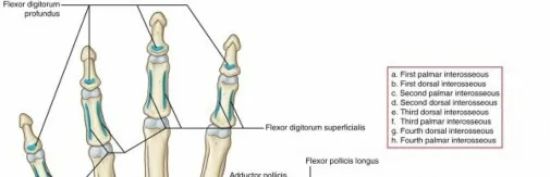 تفاصيل مرئية 20 - فك شيفرة تشريح الرسغ واليد: دور المفصل الكعبري بين العظمين