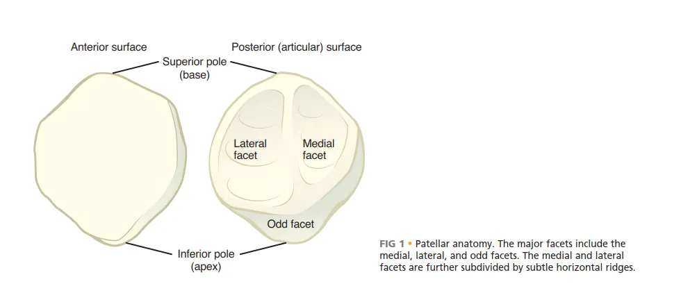 تفاصيل مرئية 4 - الرد المفتوح والتثبيت: مفتاحك لتعافي ناجح من كسور الرضفة.