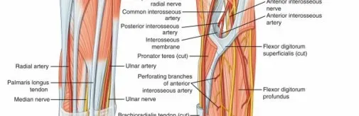 تفاصيل مرئية 10 - فك شيفرة تشريح الرسغ واليد: دور المفصل الكعبري بين العظمين