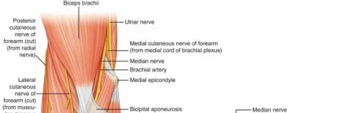 تفاصيل مرئية 8 - فك شيفرة تشريح الرسغ واليد: دور المفصل الكعبري بين العظمين