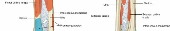 تفاصيل مرئية 4 - فك شيفرة تشريح الرسغ واليد: دور المفصل الكعبري بين العظمين