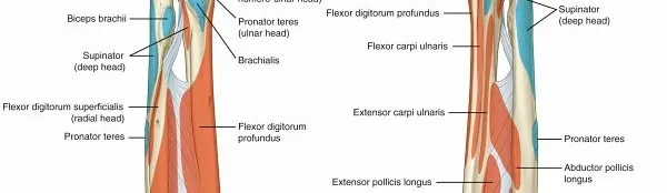 تفاصيل مرئية 3 - فك شيفرة تشريح الرسغ واليد: دور المفصل الكعبري بين العظمين