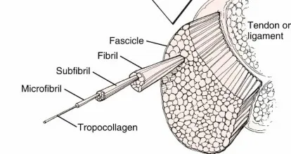 تفاصيل مرئية 5 - الوتر: اكتشف دور الكولاجين من النوع الأول والثالث في قوته ومرونته