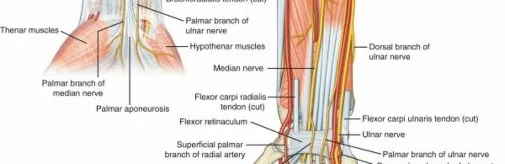 تفاصيل مرئية 11 - فك شيفرة تشريح الرسغ واليد: دور المفصل الكعبري بين العظمين