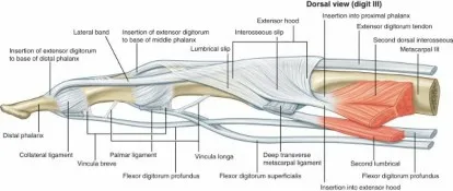 تفاصيل مرئية 26 - فك شيفرة تشريح الرسغ واليد: دور المفصل الكعبري بين العظمين