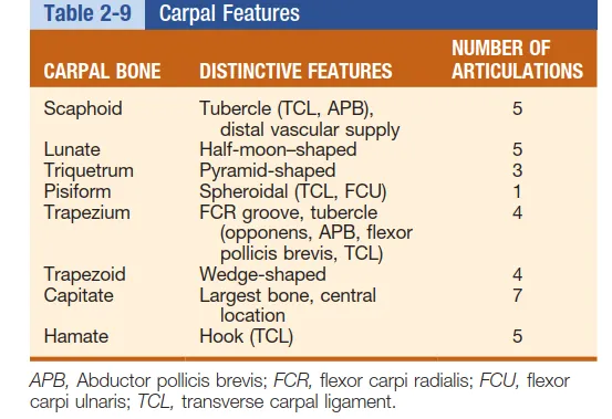 تفاصيل مرئية 17 - فك شيفرة تشريح الرسغ واليد: دور المفصل الكعبري بين العظمين