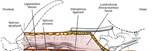 Clinical Image