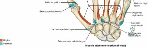 Clinical Image