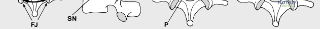 Clinical Image