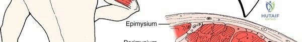 Clinical Image