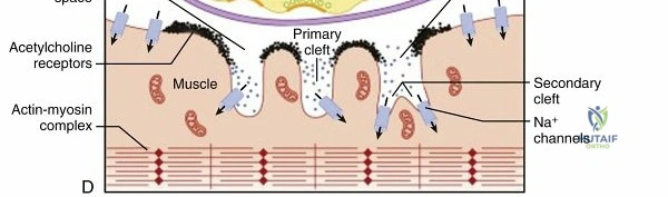 Clinical Image