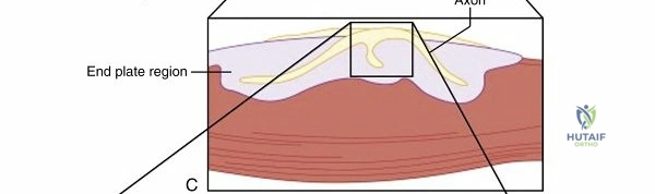 Clinical Image