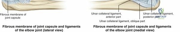 FIG. 2.5 Elbow joint including fibrous membranes of joint capsule and ligaments. From Drake RL et al, editors: _Gray’s atlas of anatomy,_ ed 2, Philadelphia, 2015, Churchill Livingstone.