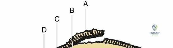Illustration 1 for Cartilage and Joint Explained: Structure, Function, and Vital Health