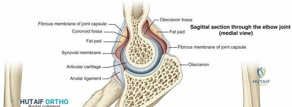 Illustration 1 for Unraveling Arm Anatomy: Bones, Muscles, & Ligaments of the Arm