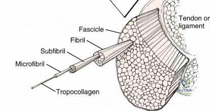 Illustration 2 for Ligament: Your Guide to Structure, Function, Injury, and Healing