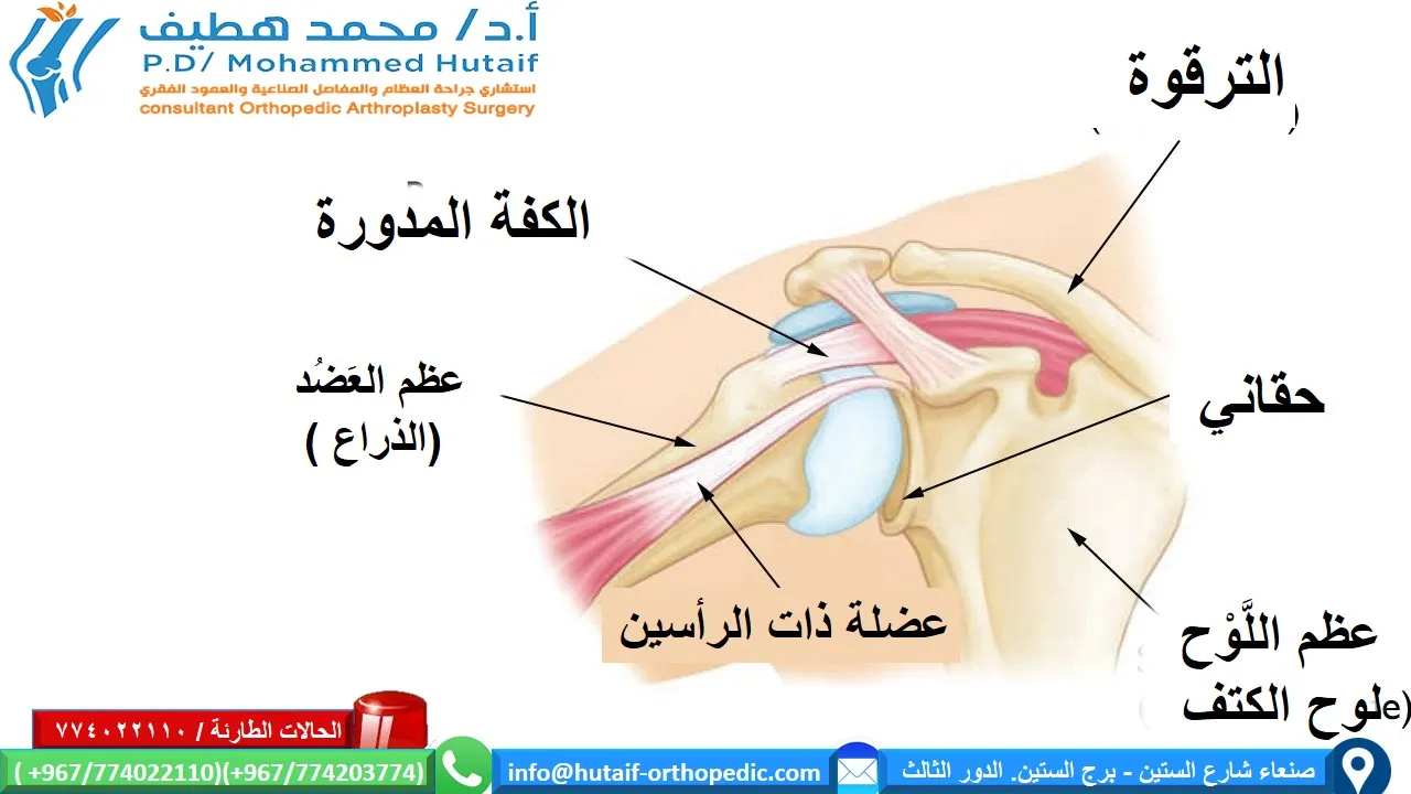  آلام الكتف ومشاكل الكتف الشائعة  الوسائط ذات الصلة علاج او معاملة    تمارين إعادة تأهيل الكفة والكتف  ما يسميه معظم الناس الكتف هو في الحقيقة عدة مفاصل تتحد مع الأوتار والعضلات للسماح بنطاق واسع من الحركة في الذراع - من حك ظهرك إلى رمي الحجر بشكل مثالي.  لكن زيادة الحركة له ثمنه. قد يؤدي إلى زيادة مشاكل عدم الاستقرار أو اصطدام الأنسجة الرخوة أو الهياكل العظمية في كتفك ، مما يؤدي إلى الشعور بالألم. قد تشعر بالألم فقط عندما تحرك كتفك ، أو طوال الوقت. قد يكون الألم مؤقتًا أو قد يستمر ويتطلب تشخيصًا وعلاجًا طبيًا.  تشرح هذه المقالة بعض الأسباب الشائعة لألم الكتف ، بالإضافة إلى بعض خيارات العلاج العامة. يمكن لطبيبك أن يعطيك معلومات أكثر تفصيلاً عن ألم كتفك.  تشريح الكتف الطبيعي يوضح هذا الرسم التوضيحي للكتف المكونات الرئيسية للمفصل.  تشريح يتكون كتفك من ثلاث عظام: عظم الذراع العلوي (عظم العضد) وكتفك (لوح الكتف) وعظم الترقوة.  يتناسب رأس عظمة الجزء العلوي من ذراعك مع تجويف دائري في كتفك. هذا التجويف يسمى الحقاني. مجموعة من العضلات والأوتار تحافظ على مركز عظم ذراعك في تجويف الكتف. تسمى هذه الأنسجة الكفة المدورة. يغطون رأس عظم ذراعك ويعلقونه على كتفك.  مقالات ذات صلة   الأسباب  تنقسم معظم مشاكل الكتف إلى أربع فئات رئيسية:  التهاب الأوتار (التهاب الجراب أو التهاب الأوتار) أو تمزق الأوتار عدم الاستقرار التهاب المفاصل كسر في العظام الأسباب الأخرى الأقل شيوعًا لألم الكتف هي الأورام والعدوى والمشاكل المتعلقة بالأعصاب.  التهاب كيسي الجراب عبارة عن أكياس صغيرة مملوءة بالسوائل تقع في المفاصل في جميع أنحاء الجسم ، بما في ذلك الكتف. تعمل كوسائد بين العظام والأنسجة الرخوة التي تغطيها ، وتساعد على تقليل الاحتكاك بين العضلات المنزلق والعظام.  في بعض الأحيان ، يؤدي الاستخدام المفرط للكتف إلى التهاب وتورم الجراب بين الكفة المدورة وجزء من عظام الكتف المعروف باسم الأخرم. والنتيجة هي حالة تعرف باسم التهاب الجراب تحت الأخرم.  غالبًا ما يحدث التهاب الجراب مع التهاب أوتار الكفة المدورة. يمكن أن تصبح الأنسجة العديدة في الكتف ملتهبة ومؤلمة. قد تصبح العديد من الأنشطة اليومية ، مثل تمشيط شعرك أو ارتداء الملابس ، صعبة.  التهاب الأوتار الوتر هو حبل يربط العضلات بالعظام. تحدث معظم حالات التهاب الأوتار نتيجة التهاب في الوتر.  بشكل عام ، يعد التهاب الأوتار أحد نوعين:  بَصِير. يمكن أن يؤدي رمي الكرة المفرط أو الأنشطة العلوية الأخرى أثناء العمل أو الرياضة إلى التهاب الأوتار الحاد. مزمن. يمكن أن تؤدي الأمراض التنكسية مثل التهاب المفاصل أو التآكل المتكرر بسبب العمر إلى التهاب الأوتار المزمن. والأوتار الأكثر إصابة في الكتف هي الأوتار الأربعة للكفة المدورة وأحد أوتار العضلة ذات الرأسين. تتكون الكفة المدورة من أربع عضلات صغيرة وأوتارها التي تغطي رأس عظم ذراعك العلوي وتبقيه في تجويف الكتف. تساعد الكفة المدورة في توفير حركة الكتف والاستقرار.  تعرف على المزيد: التهاب أوتار العضلة ذات الرأسين ، اصطدام الكتف / التهاب أوتار الكفة المدورة  دموع الأوتار قد ينتج انقسام الأوتار وتمزقها عن إصابة حادة أو تغيرات تنكسية في الأوتار بسبب تقدم العمر ، أو الإفراط في الاستخدام طويل الأمد ، أو التآكل ، أو الإصابة المفاجئة. قد تكون هذه التمزقات جزئية أو قد تفصل الوتر تمامًا عن تعلقه بالعظام. في معظم حالات التمزقات الكاملة ، يُسحب الوتر بعيدًا عن تعلقه بالعظم. تعد إصابات الكفة المدورة وأوتار العضلة ذات الرأسين من أكثر هذه الإصابات شيوعًا.  مزيد من المعلومات: تمزق الكفة المدورة ، تمزق وتر العضلة ذات الرأسين عند الكتف  الاصطدام يحدث اصطدام الكتف عندما يضغط الجزء العلوي من نصل الكتف (الأخرم) على الأنسجة الرخوة الكامنة عند رفع الذراع بعيدًا عن الجسم. أثناء رفع الذراع ، يقوم الأخرم بفرك أو 