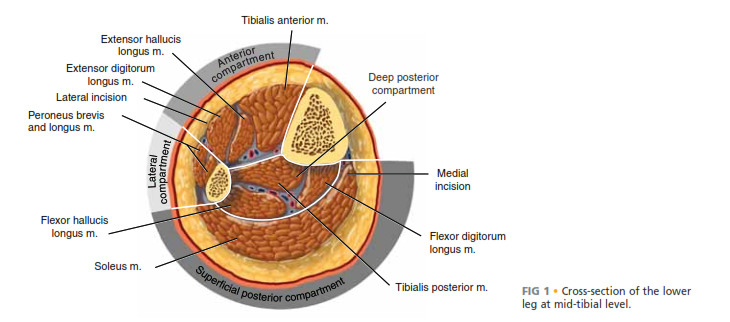 FIG 1 • Cross-section of the lower leg at mid-tibial level.