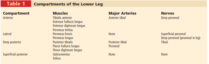 Table 1 Compartments of the Lower Leg