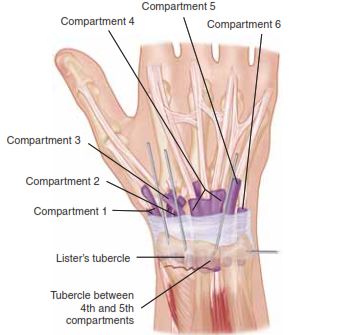 Compartment 5 Compartment 4 Compartment 6 Compartment 3 Compartment 2 Compartment 1 Lister’s tubercle Tubercle between 4th and 5th compartments