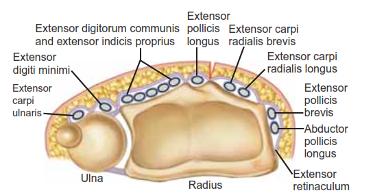 FIG 1 • Anatomy of the distal radius. The six dorsal extensor compartments at the level of the extensor retinaculum.