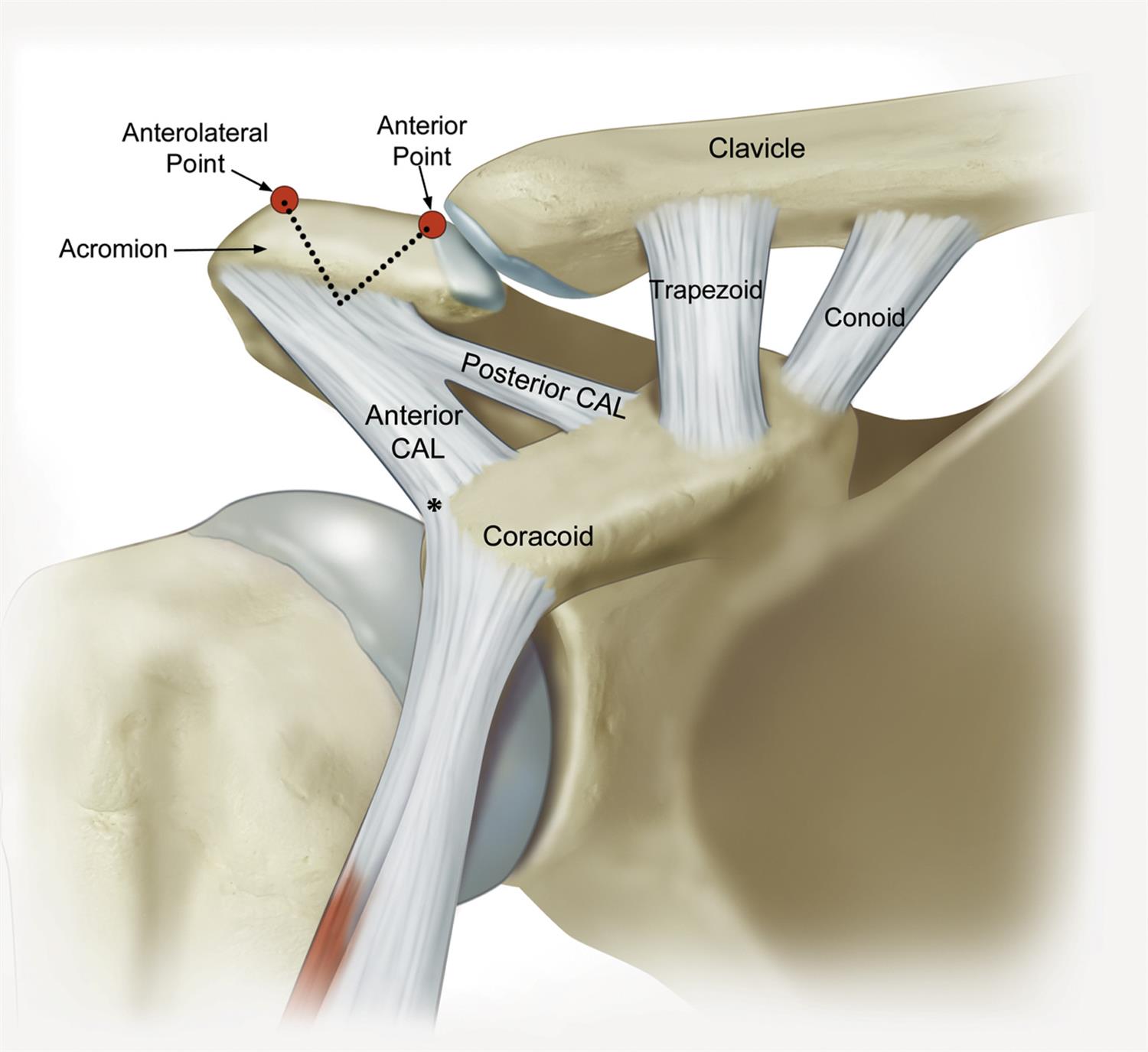 Coracoid process 