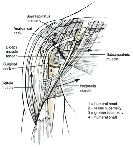 The neurovascular anatomy of the upper arm.